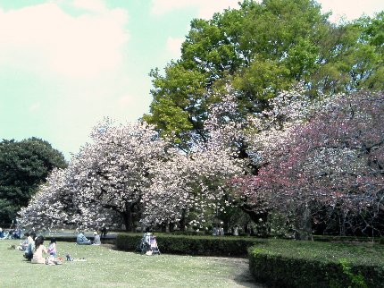新宿御苑。八重桜が満開です