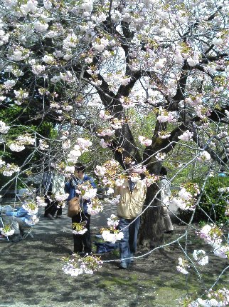 八重桜はダルマのようにまんまるです