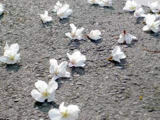 自宅近くの道に落ちていた桜の花（2008/03/26朝撮影）
