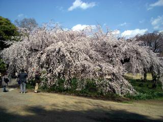 新宿御苑・下の池の脇の枝垂れ桜（2008/03/26昼撮影）