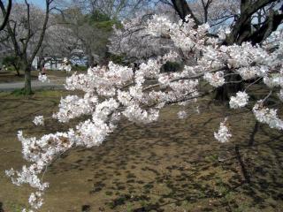 桜園地で（2008/03/26昼、新宿御苑で撮影）
