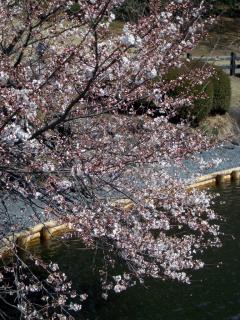 中の池のところの桜（2008/03/26昼、新宿御苑で撮影）