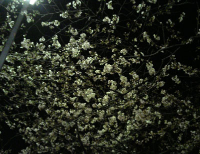 本日の桜（2008年3月23日深夜撮影）