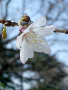 管理事務所近くで見つけたマメザクラ。その名の通り、小さい桜です。