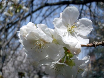 マメザクラの近くで咲いていた桜。これもシロタエか？