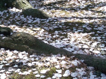 ベンドノの根本に散り積もった桜の花びら