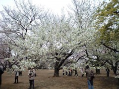 葉っぱも一緒に出てくるオオシマザクラ（2009年3月31日昼撮影）