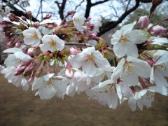 新宿御苑・桜園地のソメイヨシノ（2009年3月31日昼撮影）