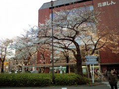 駅前のソメイヨシノ（2009年3月30日夕方撮影）