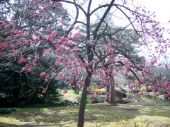 カンヒザクラ 全体はこんな感じ（日本庭園、2009年3月18日撮影）