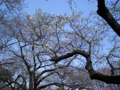 ヤマザクラも咲き始めました（桜園地、2009年3月21日撮影）