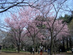 コヒガンザクラかな〜（桜園地、2009年3月21日撮影）