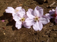 地面にいっぱい花が落ちてました（桜園地、2009年3月21日撮影）