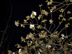 駅前大通りの桜もよく見ると咲いてました（2009年3月21日夜撮影）