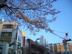 駅前の桜（2009年3月27日朝撮影）