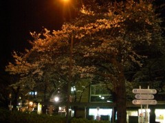 照明に浮かぶ夜桜（2009年3月29日撮影）