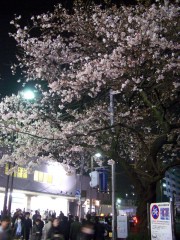駅前のソメイヨシノ（2009年4月1日夜撮影）