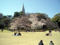 御苑の桜はこんな感じ（2009年4月2日撮影）