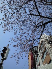 駅前の桜（ソメイヨシノ）