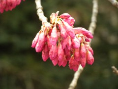寒緋桜（日本庭園）