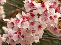 寒桜（日本庭園）