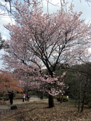 寒桜(2)（日本庭園）