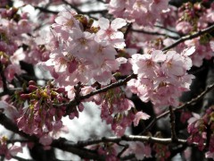 横浜緋桜（温室前）