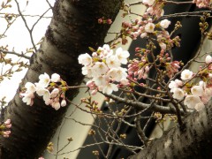 国立能楽堂脇の桜（ソメイヨシノ）