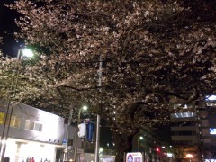 いよいよ咲き始めた駅前の桜（2010年3月23日夜撮影）