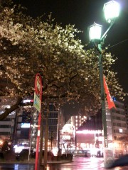 駅前の桜(2)（2010年3月23日夜撮影）
