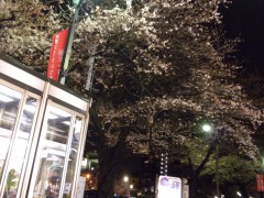 駅前の桜、今夜はこんな感じ