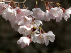 越の彼岸桜（C5付近）
