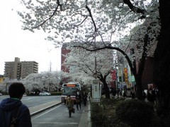 駅前の桜並木も満開