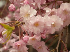 八重枝垂桜（新宿御苑・レストハウス脇、2010年4月9日撮影）