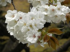 太白（新宿御苑・日本庭園、2010年4月9日撮影）