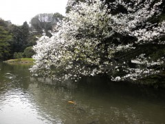 山桜？（新宿御苑・上の池、2010年4月9日撮影）