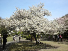 コトヒラ（全体、新宿御苑・日本庭園、2010年4月21日昼撮影）