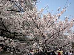 満開のソメイヨシノ（新宿御苑、中央休憩所付近、2010年4月6日撮影）