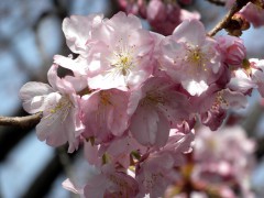 長州緋桜（新宿御苑、C2地点付近、2010年4月6日撮影）