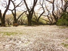 桜の花びらが敷き詰められて（新宿御苑・桜園地、2010年4月9日撮影）