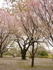 松前早咲（新宿御苑・桜園地、2010年4月9日撮影）