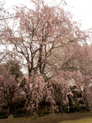 八重枝垂桜＝全景（新宿御苑・レストハウス脇、2010年4月9日撮影）