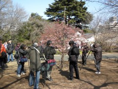カワヅザクラ 全景（新宿御苑、2011年2月26日撮影）