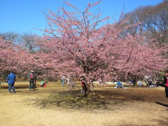 カワヅザクラ 全景 (代々木公園、2011年3月5日撮影)