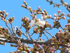 桜が咲きました（2011年3月28日朝撮影）