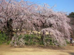 枝垂れ桜（2011年3月29日撮影）