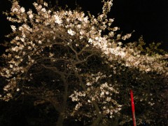夜のソメイヨシノ 1 （2011年3月31日撮影）