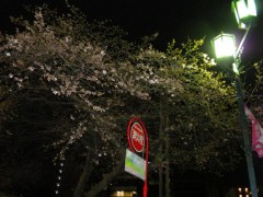 駅前のソメイヨシノ（31日夜撮影）