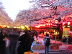 上野公園桜通り（2012年4月7日夕方撮影）