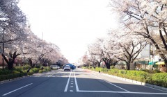 桜のシンメトリー（2014年3月31日撮影）